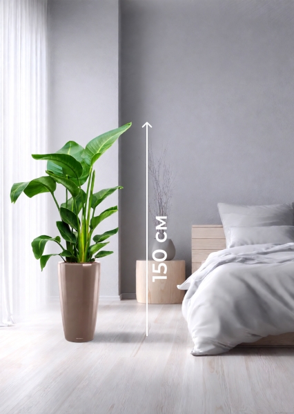 Стрелиция Николай 24/120 см в RONDO 32