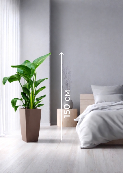 Стрелиция Николай 24/120 см в CUBICO 30