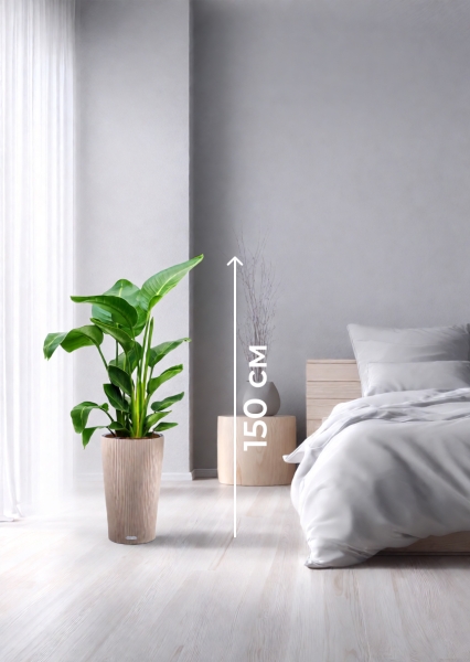 Стрелиция Николай 24/120 см в CILINDRO COLOR 32