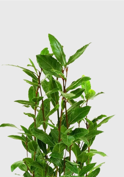 Лавр куст 15/35 см в CLASSICO COLOR 18