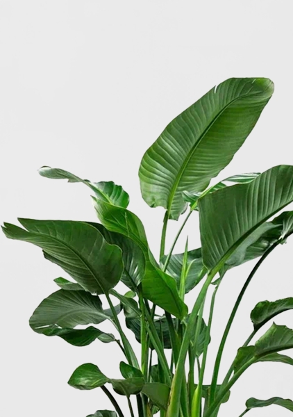 Стрелиция Николай 35/180 см Стрелиция Николай 35/180 см