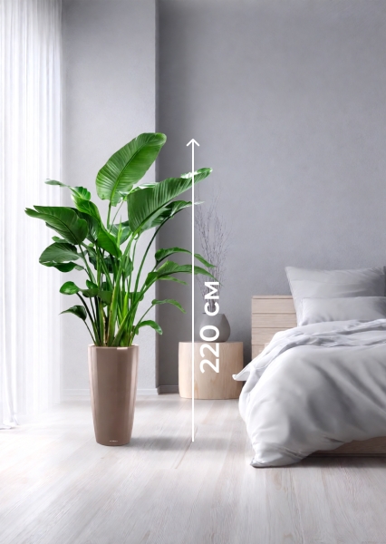 Стрелиция Николай 35/180 см в RONDO 40