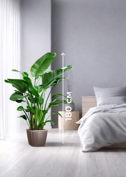 Стрелиция Николай 35/180 см в QUADRO 43