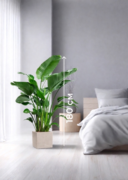 Стрелиция Николай 35/180 см в CANTO STONE LOW 40 Стрелиция Николай 35/180 см в CANTO STONE LOW 40