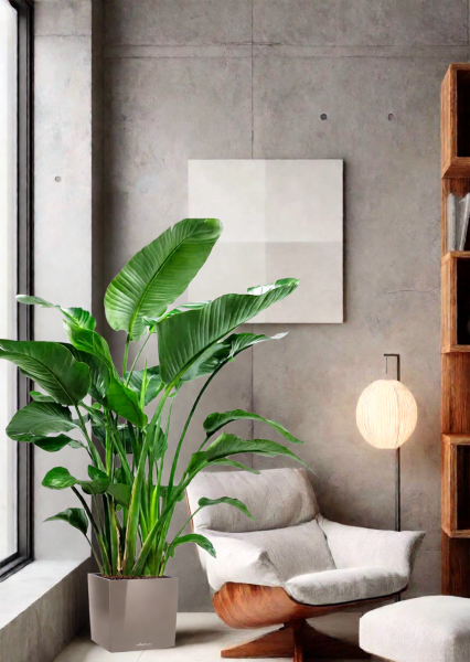 Стрелиция Николай 35/180 см в CUBE 40