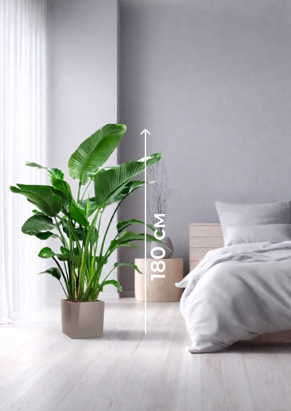 Стрелиция Николай 35/180 см в CUBE 40