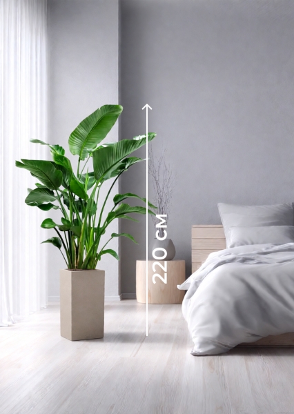 Стрелиция Николай 35/180 см в CANTO STONE HIGH 40