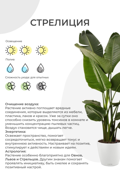 Стрелиция Николай 35/180 см в CANTO STONE HIGH 40