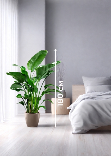 Стрелиция Николай 35/180 см в CLASSICO LS 43 Стрелиция Николай 35/180 см в CLASSICO LS 43