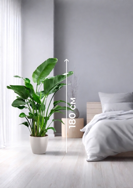 Стрелиция Николай 35/180 см в CLASSICO COLOR 43