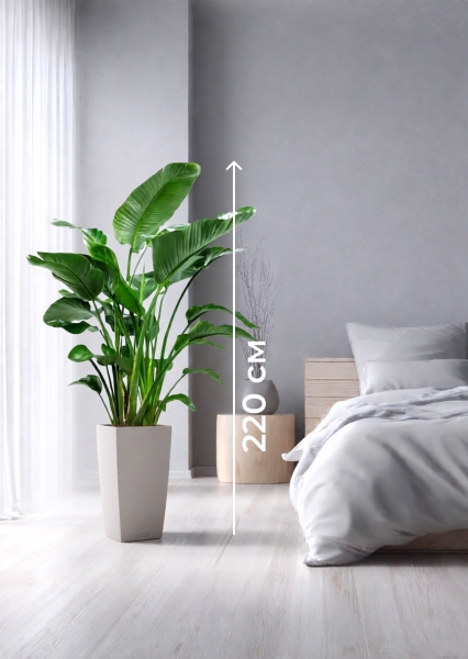 Стрелиция Николай 35/180 см в CUBICO COLOR 40