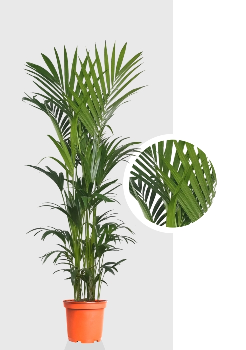 Ховея Кентия 31/220 см