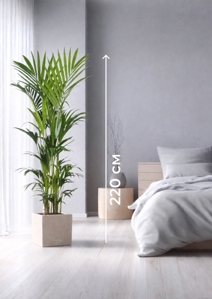 Ховея Кентия 31/220 см в CANTO STONE LOW 40 Ховея Кентия 31/220 см в CANTO STONE LOW 40