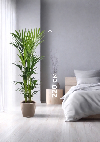 Ховея Кентия 31/220 см в CLASSICO LS 43 Ховея Кентия 31/220 см в CLASSICO LS 43