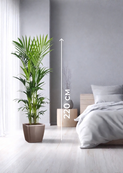 Ховея Кентия 31/220 см в QUADRO LS 43 Ховея Кентия 31/220 см в QUADRO LS 43