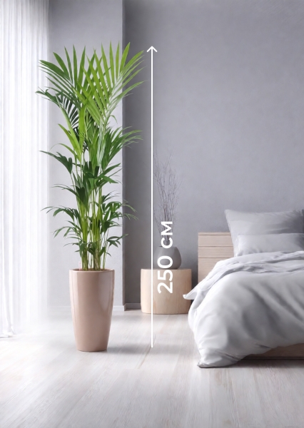 Ховея Кентия 31/220 см в RONDO 40 Ховея Кентия 31/220 см в RONDO 40