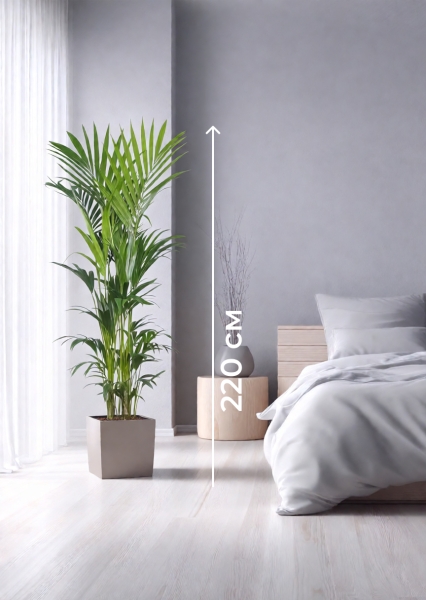 Ховея Кентия 31/220 см в CUBE 40 Ховея Кентия 31/220 см в CUBE 40