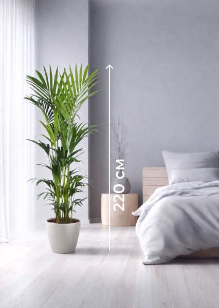 Ховея Кентия 31/220 см в CLASSICO Color 43 Ховея Кентия 31/220 см в CLASSICO Color 43