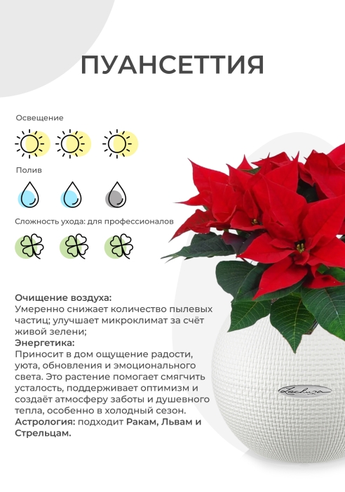 Пуансеттия 12/40 см в CUBE COLOR 16