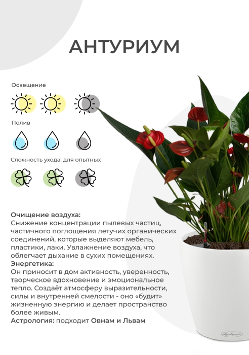 Антуриум Андрианум красный 17/60 см в CLASSICO COLOR 21