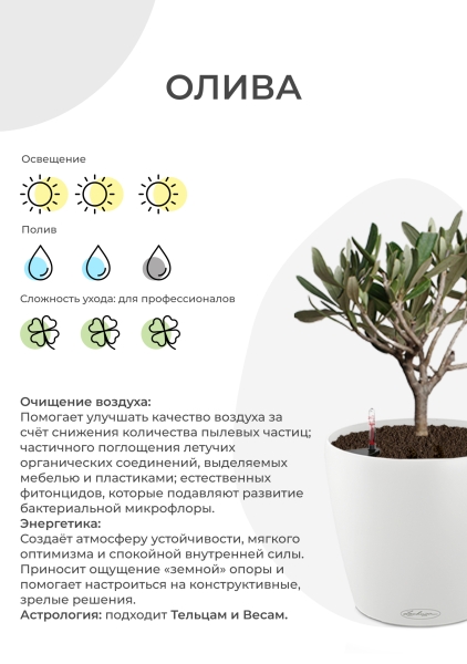 Олива на стволе в CILINDRO 23