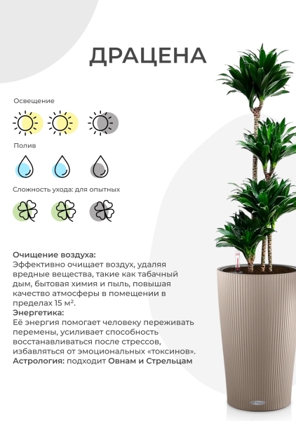 Драцена Джанет Крейг 3 ствола в CILINDRO COLOR 32