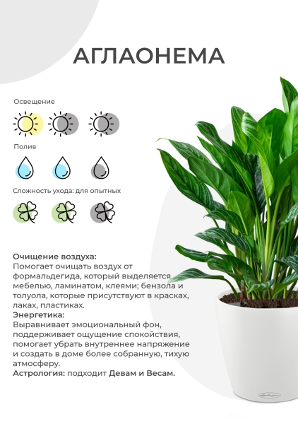 Аглаонема Кей Лайм 24/70 см в CLASSICO LS 28