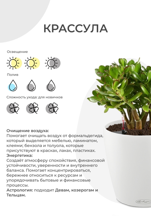 Крассула Овата 17/30 см