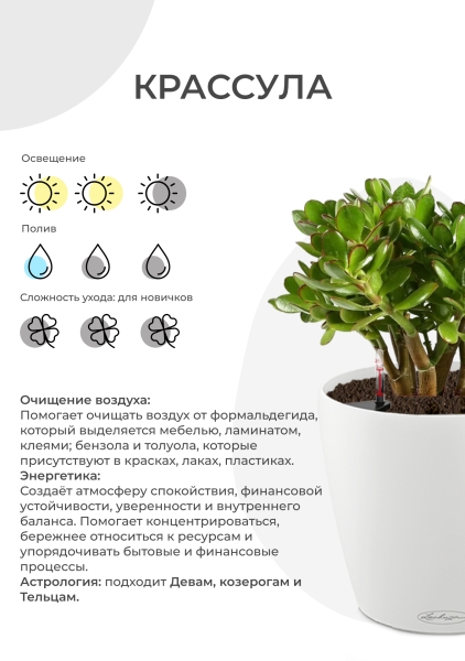 Крассула Овата 17/30 см