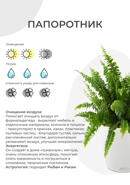 Папоротник Нефролепис Грин Леди 29/60 см