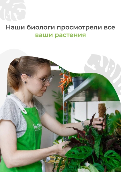 Мирт d17 см h65 см