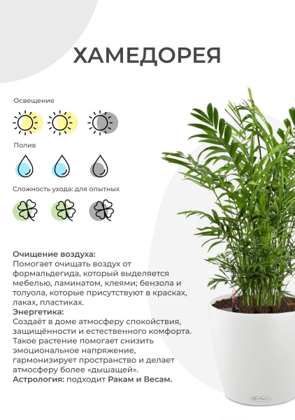 Хамедорея Элеганс 17/60 см в CILINDRO 23