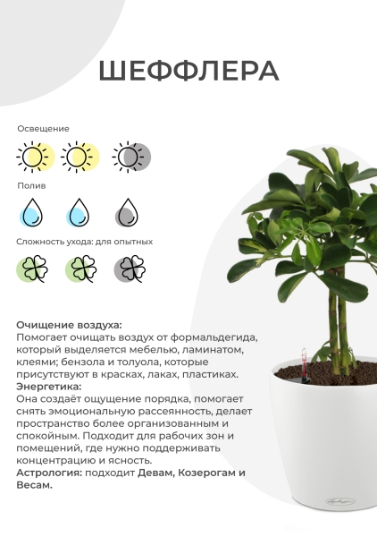 Шеффлера Компакта на стволе 30/160 см