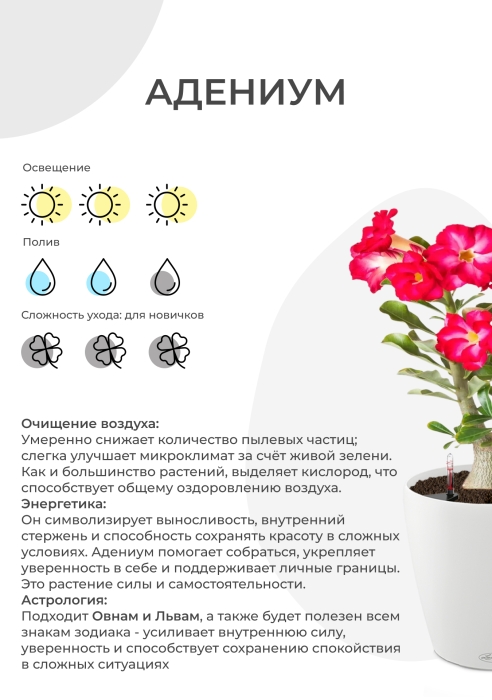 Адениум Пинк Стар 13/25 см