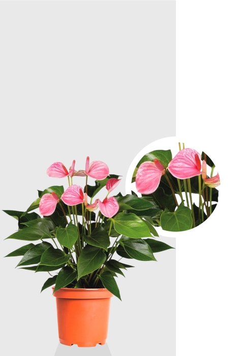 Антуриум Андрианум розовый 17/60 см