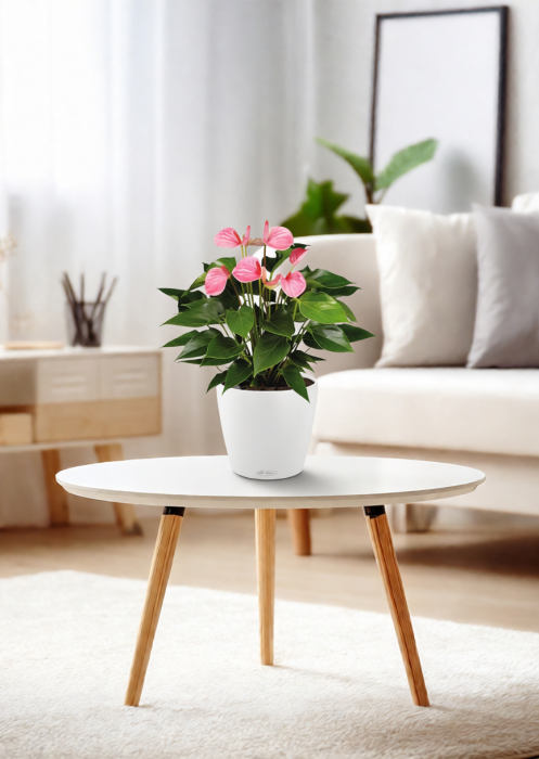 Антуриум Андрианум розовый 17/60 см в CLASSICO LS 21