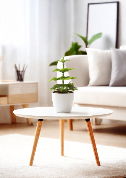 Араукария 1 ствол 10/30 см