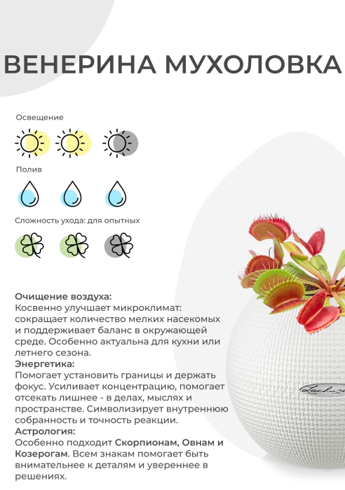 Венерина мухоловка 10 см в OJO