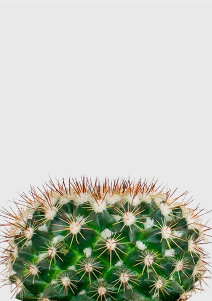 Кактус Маммиллярия Унцината 12/20 см в CUBE GLOSSY 14