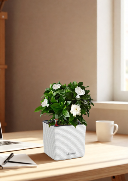 Гардения 12/30 см в CUBE GLOSSY 14 Гардения 12/30 см в CUBE GLOSSY 14