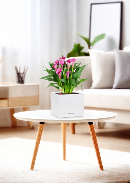 Калла розовая 12/35 см в OJO Калла розовая 12/35 см в OJO