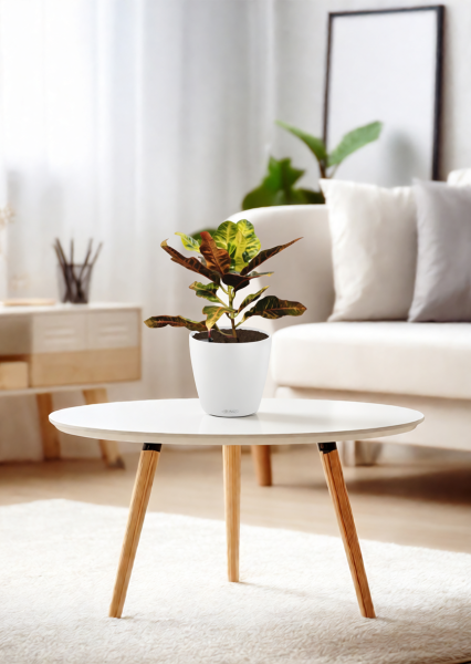 Кротон (Кодиеум) Миссис Айстон 14/50 см Кротон (Кодиеум) Миссис Айстон 14/50 см