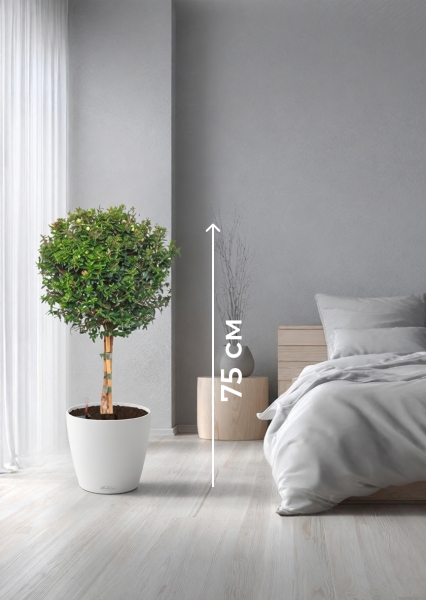 Мирт на стволе 19/75см в LILIA 250 jumper