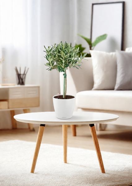 Олива на стволе 17/65 см