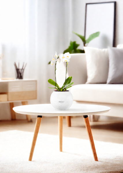 Орхидея Фаленопсис белая каскад 12/50 см в CUBE GLOSSY KISS 14