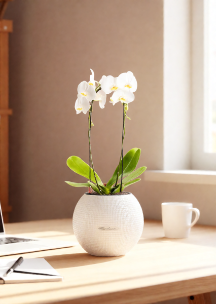 Орхидея Фаленопсис белая каскад 12/50 см в CANTO STONE 14 Орхидея Фаленопсис белая каскад 12/50 см в CANTO STONE 14