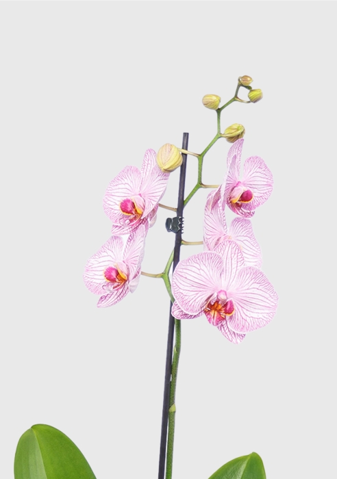 Орхидея Фаленопсис светло-розовая 12/60 см