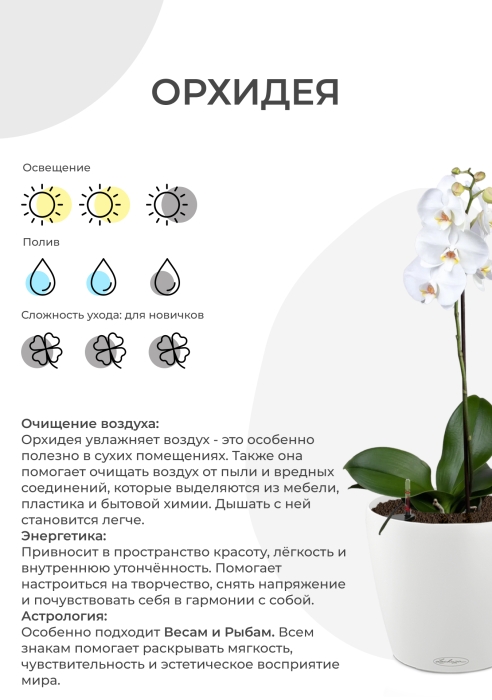 Орхидея Фаленопсис светло-розовая 12/60 см