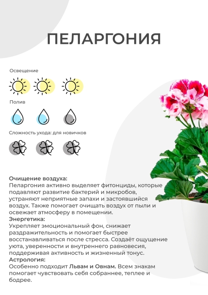Пеларгония Грандифлора 12/25 см