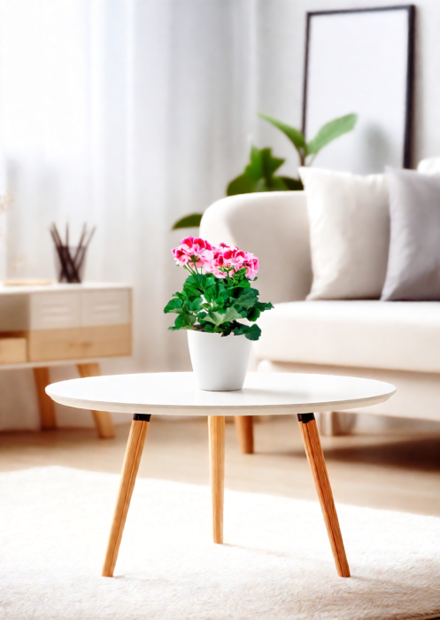 Пеларгония Грандифлора 12/25 см в CUBE GLOSSY 14